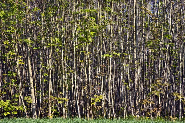 Bosque estructurado con pequeños árboles — Stockfoto