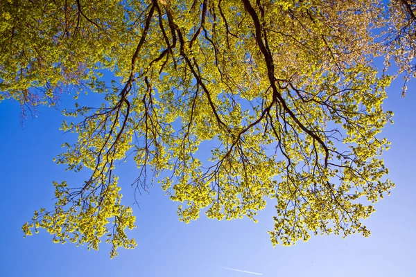 Folhas de uma árvore na luz intensiva — Fotografia de Stock