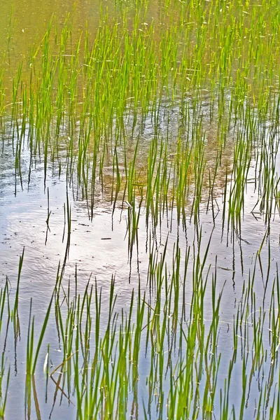Зеленая трава в озере — стоковое фото