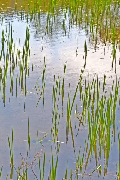 Zelené trávě v jezeře — Stock fotografie