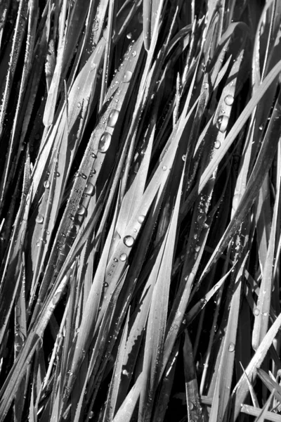 Tarwe gras met dauwdruppels — Stockfoto