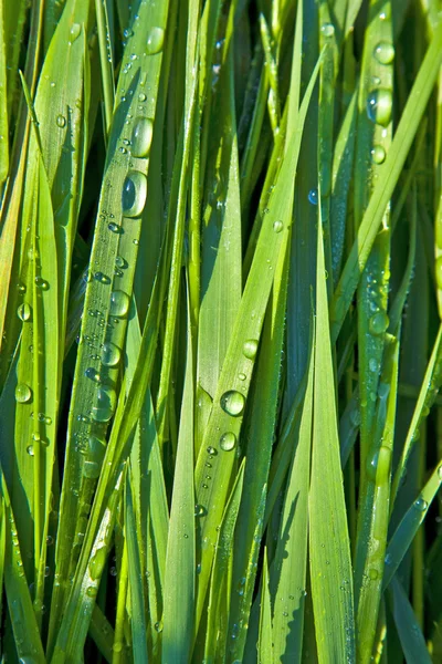 Green wheat grass with dewdrops — Stock Photo, Image