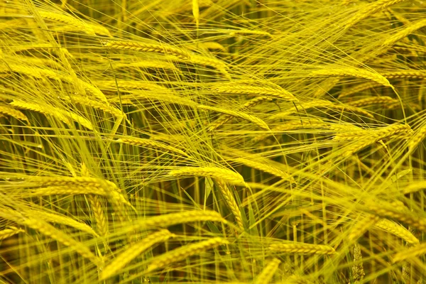 Espica de milho — Fotografia de Stock