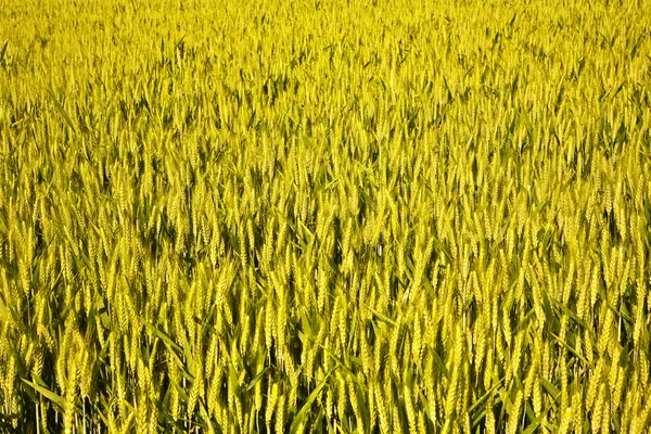 トウモロコシのスピカ — ストック写真