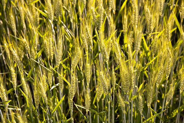 Espica de milho — Fotografia de Stock