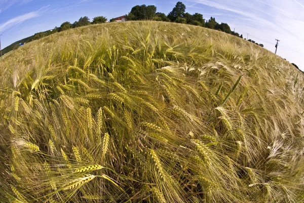 Especias de trigo — Foto de Stock