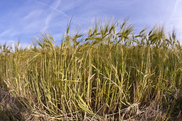 Спика пшеницы — стоковое фото