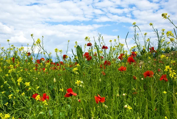 Meadow with poppys — Stock Photo, Image