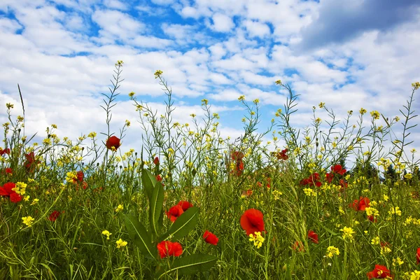 stock image Meadow with poppys