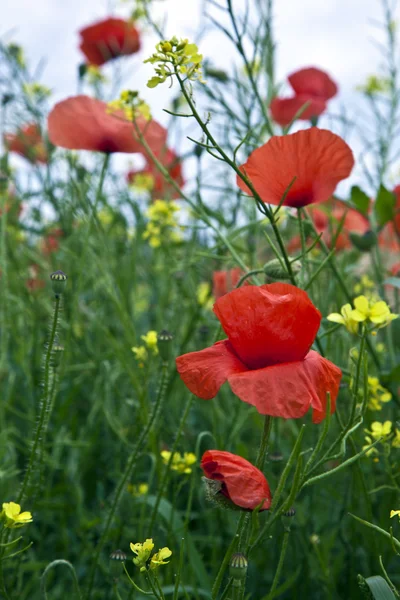 Meadow with poppys — Stock Photo, Image