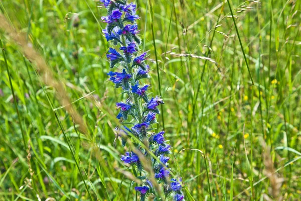 Flor de salvia en el prado —  Fotos de Stock