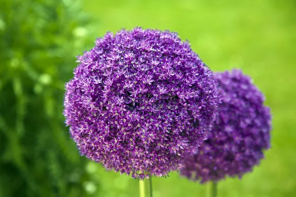 Bellissimo fiore in giardino — Foto Stock