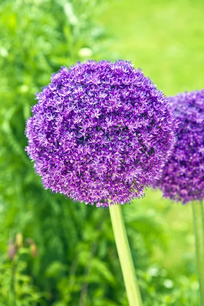 stock image Beautiful flower in the garden