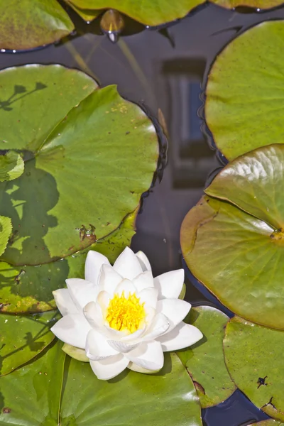Nenufar japoński białego lotosu — Zdjęcie stockowe