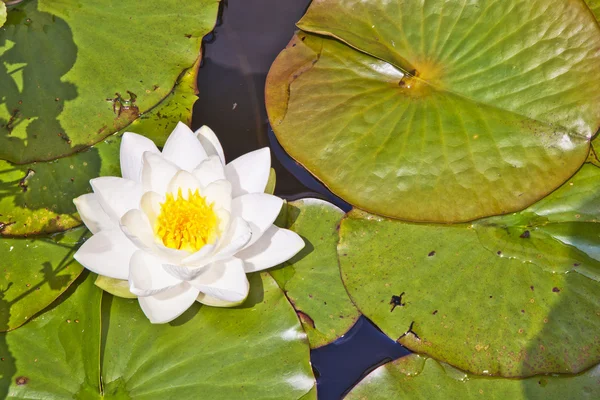 Japanse witte lotus water lily — Stockfoto