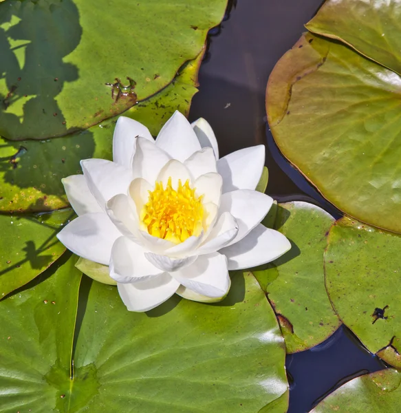 Giglio bianco giapponese dell'acqua del loto — Foto Stock