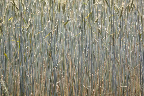 Patroon van maïs in veld — Stockfoto