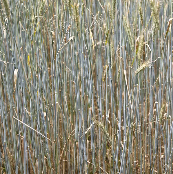 Muster von Mais im Feld — Stockfoto
