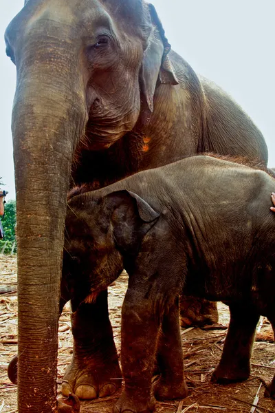 Семья слонов на открытой местности — стоковое фото