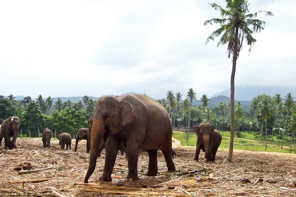Kawanan gajah di padang gurun — Stok Foto