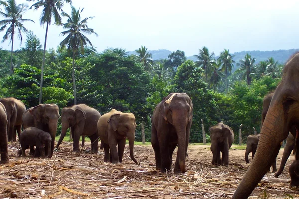 Állomány az elefántok a vadonban — Stock Fotó