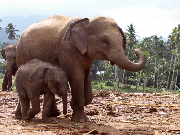 Kudde olifanten in de wildernis — Stockfoto
