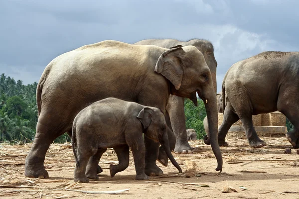 광 야에서 코끼리의 무리 — 스톡 사진