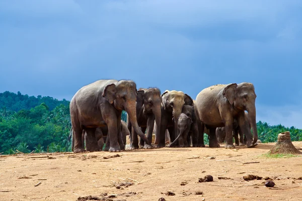 Стадо слонов в пустыне — стоковое фото