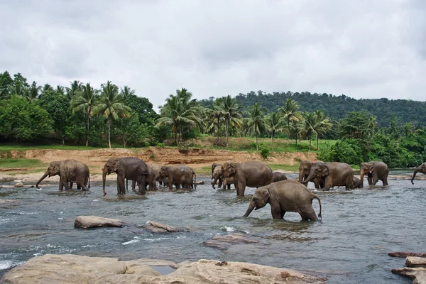 Κοπάδι των ελεφάντων στο ποτάμι — Φωτογραφία Αρχείου