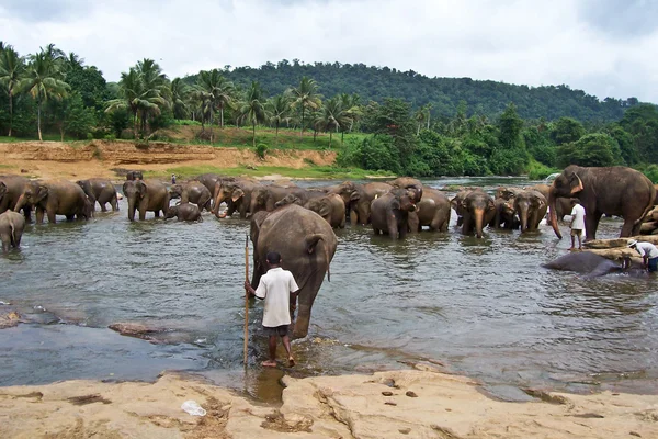 Flock of elephants in the river — Stock Photo, Image