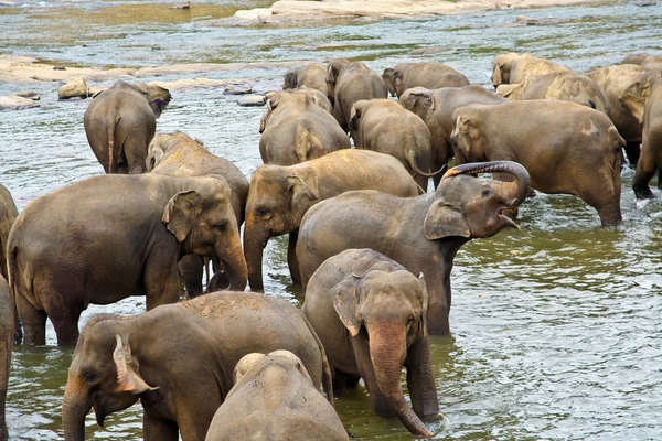 Κοπάδι των ελεφάντων στο ποτάμι — Φωτογραφία Αρχείου