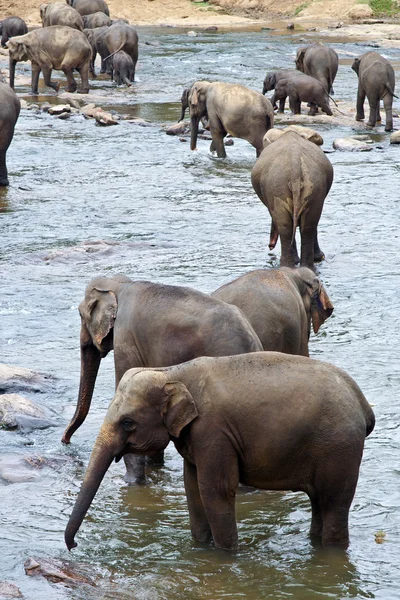 川の中の象の群れ — ストック写真