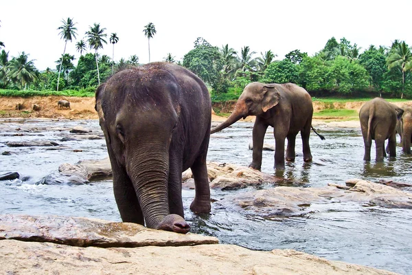 Manada de elefantes en el río —  Fotos de Stock