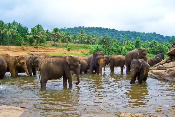 Kudde olifanten in de rivier — Stockfoto