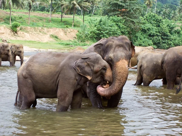 Стая слонов в реке — стоковое фото