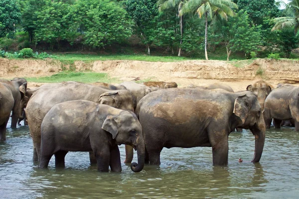 강에 있는 코끼리의 무리 — 스톡 사진