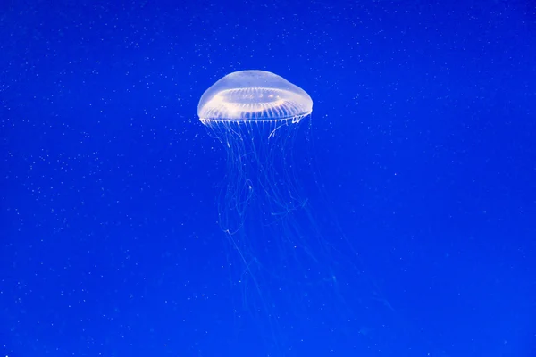 Akvaryumdaki denizanası — Stok fotoğraf