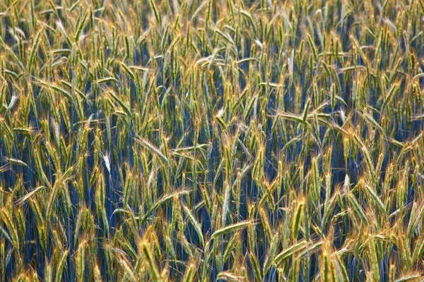 Campo de milho com espinha e lança estruturada — Fotografia de Stock