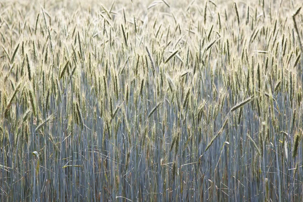 Campo de milho com espinha e lança estruturada — Fotografia de Stock
