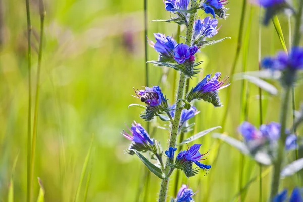 Zsálya virág meadow — Stock Fotó