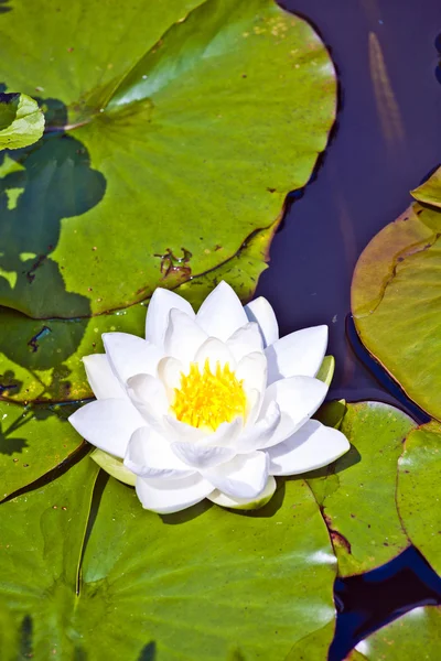 White lotus water lily in lake — Stock Photo, Image