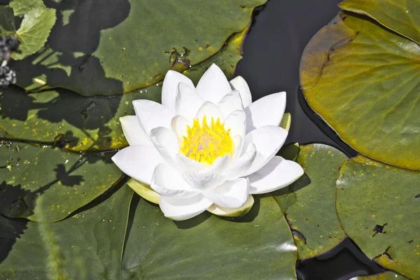 Біла лотосова водяна лілія в озері — стокове фото