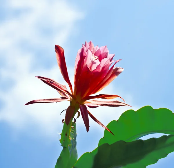Piękny kwitnący kaktus szczegółowo — Zdjęcie stockowe