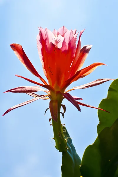 Hermoso cactus en flor en detalle — Foto de Stock