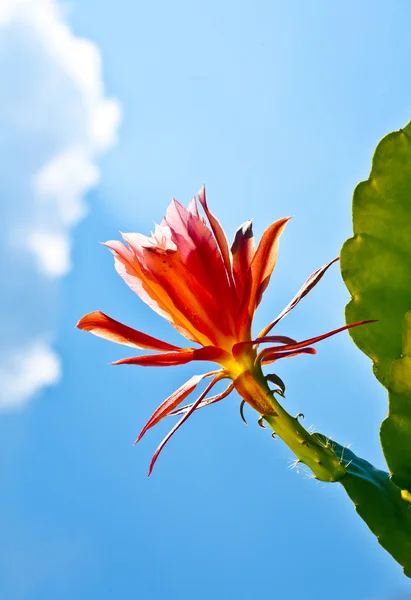 stock image Beautiful blooming cactus in detail