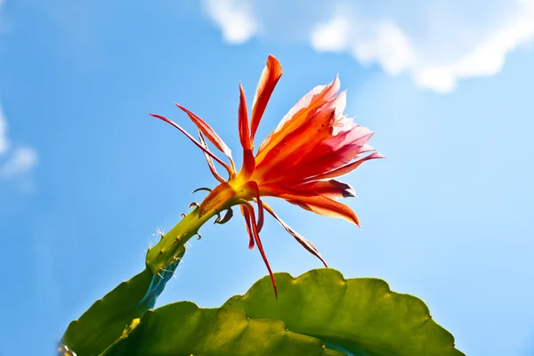 Bonito cacto florescendo em detalhes — Fotografia de Stock