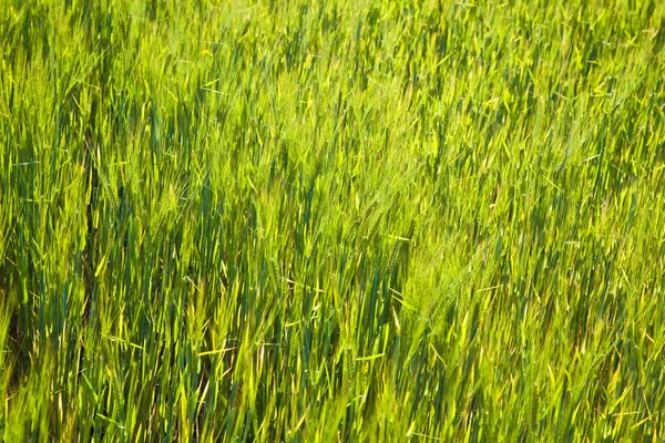 Кукурузное поле с шипами — стоковое фото