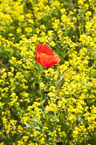 Poppy flower in rape field — Stock Photo, Image