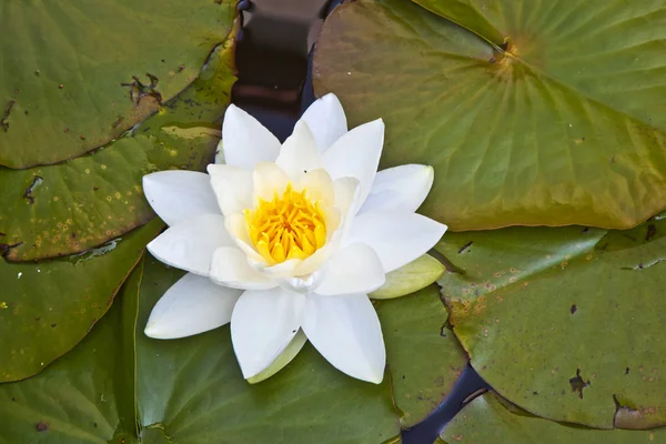 Японський білого лотоса водна Лілія — стокове фото
