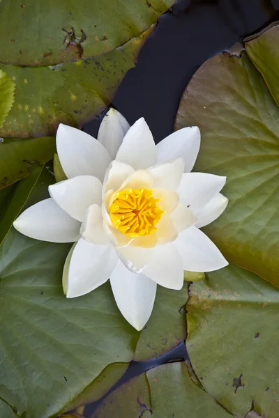 Japanische weiße Lotus-Seerose — Stockfoto